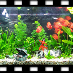 Treasure Hunter Aquarium Decoration